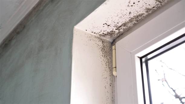 Best Toxic Mold Removal  in Venus, TX