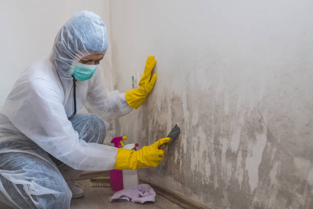 Office Mold Removal Services in Venus, TX