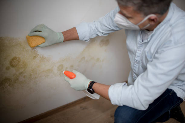 Best Certified Mold Removal  in Venus, TX