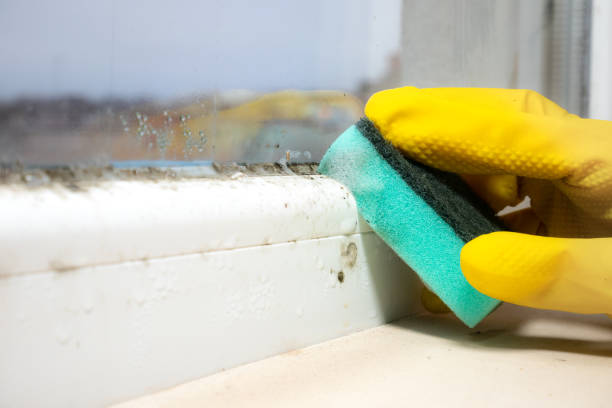 Best Commercial Mold Removal  in Venus, TX