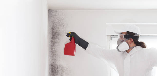 Best Office Mold Removal Services  in Venus, TX