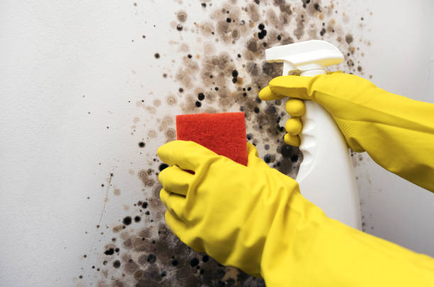 Mold Testing and Removal in Venus, TX