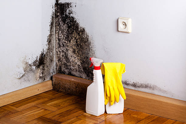 Best Same-Day Mold Removal  in Venus, TX