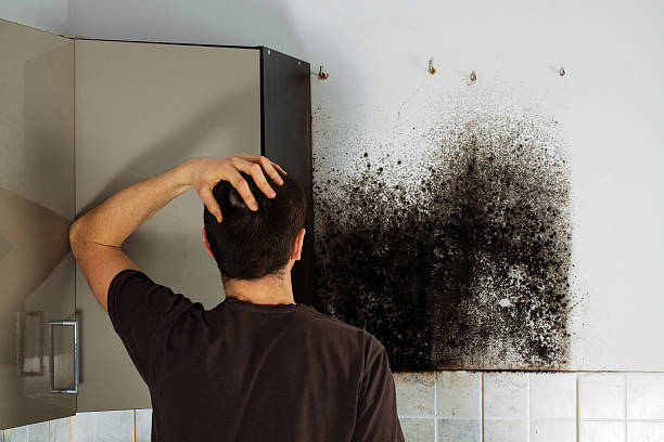 Best Office Mold Removal Services  in Venus, TX