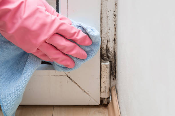 Best Home Mold Removal  in Venus, TX