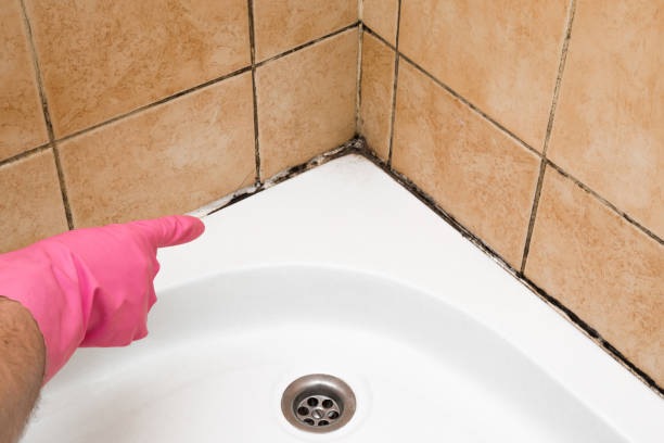 Best Best Mold Removal Companies  in Venus, TX