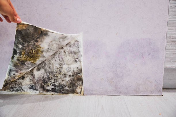 Best Mold Remediation  in Venus, TX